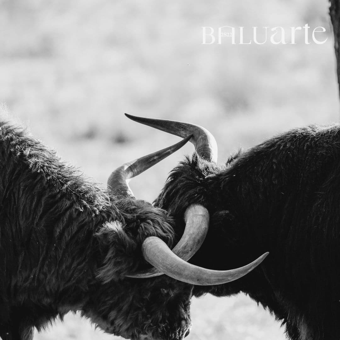 Tauromaquia Baluarte